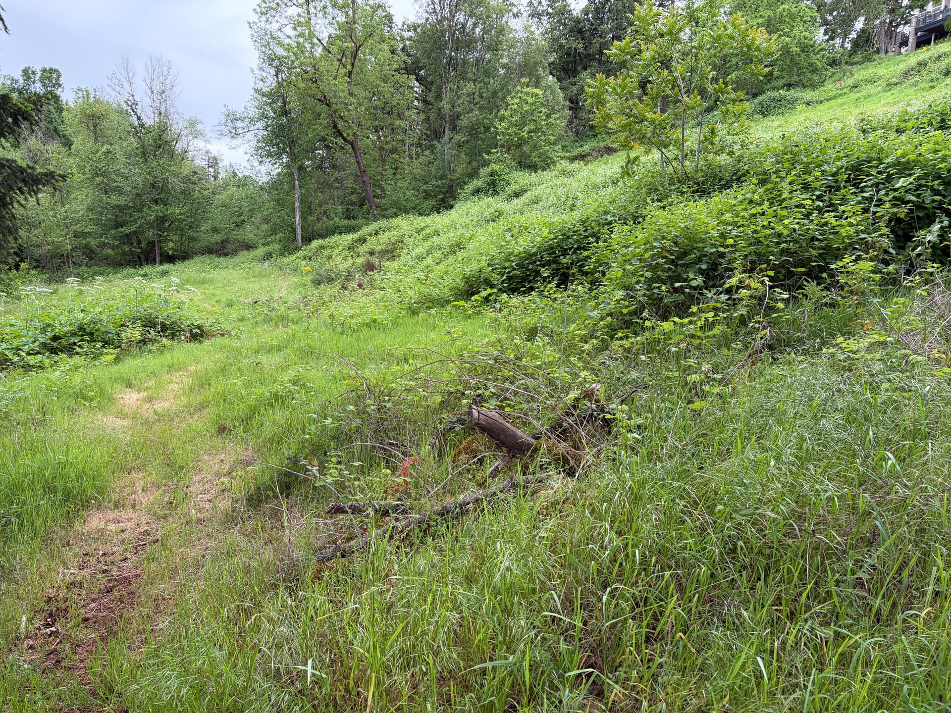 Land Clearing for a Property Going on the Market image