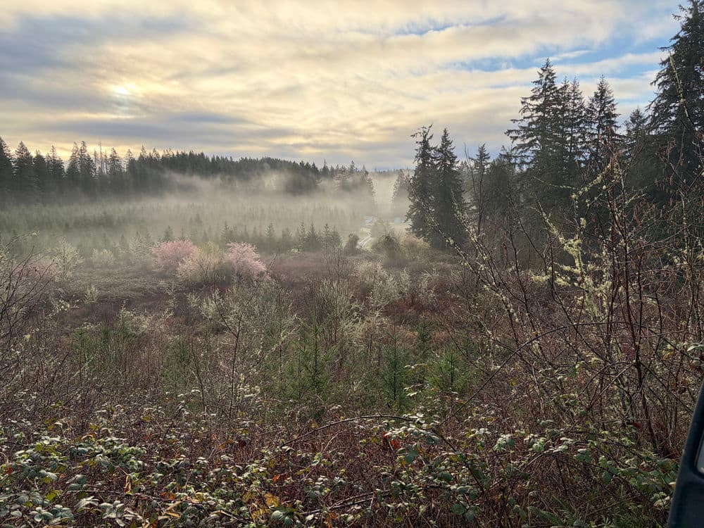 Misty forest landscape with trees and pink blossoms under a cloudy sky.